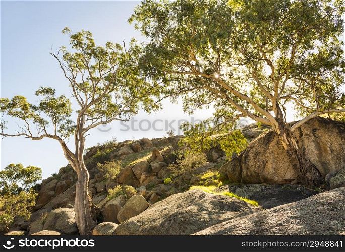 Native Australian Gum Tree&rsquo;s in an outback canyon in South Australia