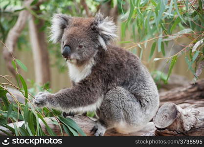 native Australian Koala bear eating eucalyptus leaves