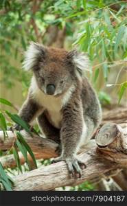 native Australian Koala bear eating eucalyptus leaves