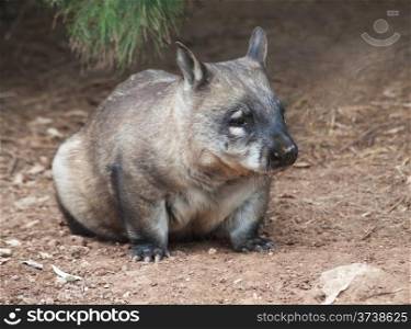 native australian Wombat sitting and looking out for something