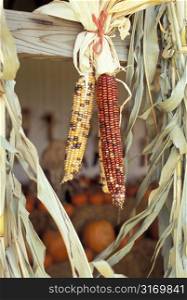 Native Corn Decoration With Background of Pumpkins