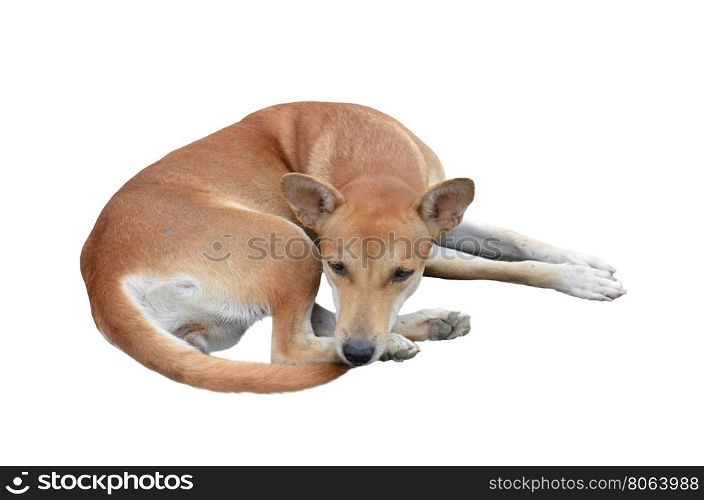 native domestic thai dog (pet) isolated on white background