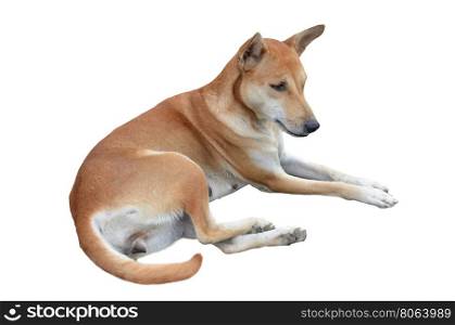 native domestic thai dog (pet) isolated on white background