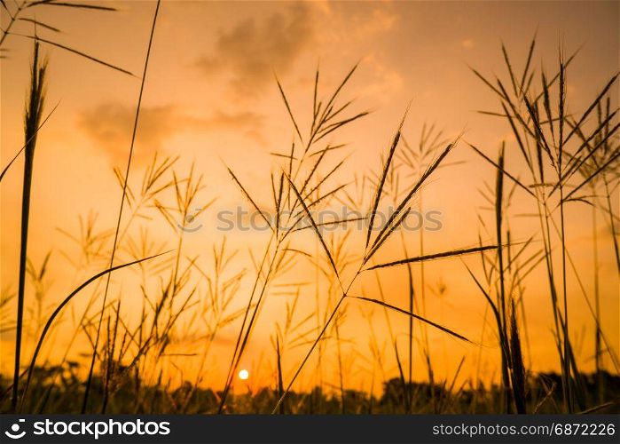 native grasses at sunset