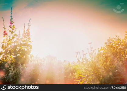 Natur background with Flowers garden and summer sun rays.