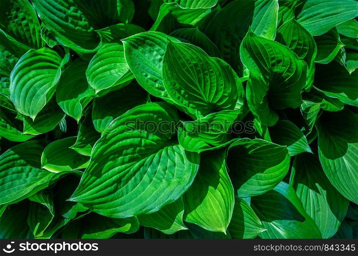 Natural abstract background with green leaves in close-up.