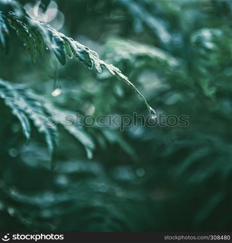 Natural aqua green background - a drop of dew or rain against blurred fern leaves. Selective focus, vintage toned, space for copy.. Dew Drops On A Leaf