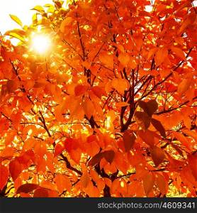 Natural autumnal background, red dry tree foliage, beautiful trees in the park in autumn, bright sun light, old colorful leaves, fall season