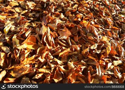 Natural autumnal background with bright fallen dried leaves