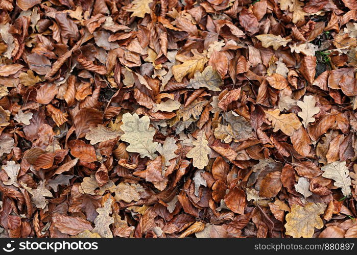 Natural autumnal background with brown fallen dried leaves