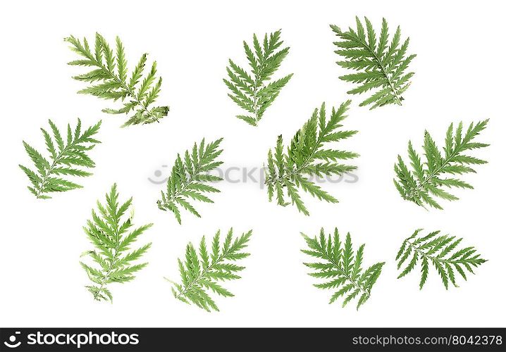 Natural background: a few large green pinnate leaves on white