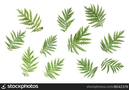Natural background: a few large green pinnate leaves on white