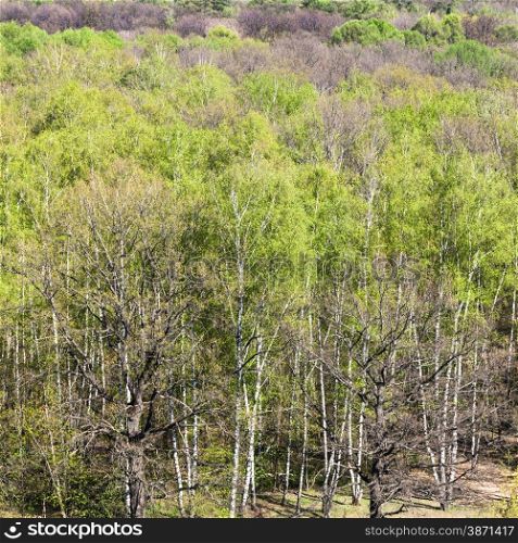 natural background - above view of green woods trees in sunny spring day