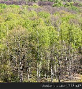natural background - above view of green woods trees in sunny spring day