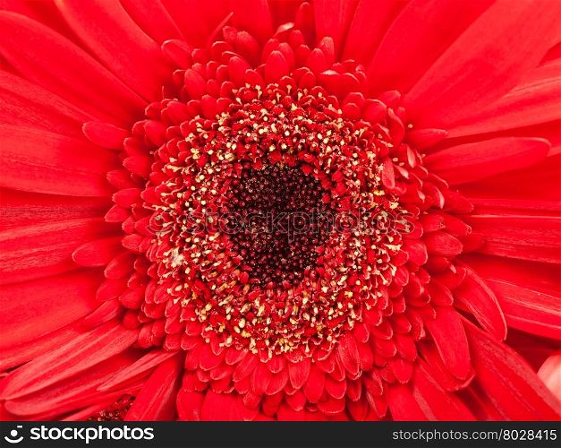 natural background - black center of red gerbera flower close up