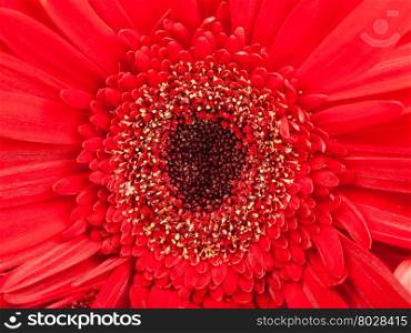 natural background - black center of red gerbera flower close up