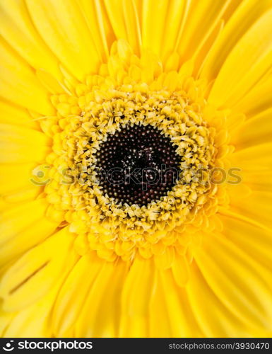 natural background - center of yellow gerbera flower close up