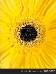 natural background - center of yellow gerbera flower close up