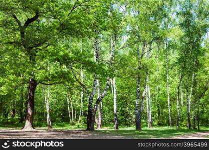 natural background - clearing in green oak and birch forest in sunny day