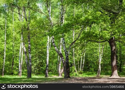 natural background - clearing in green oak and birch grove in sunny day