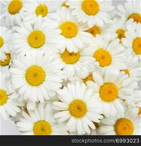 Natural background, consisting of many flowers of chamomile, covered with water drops, closeup