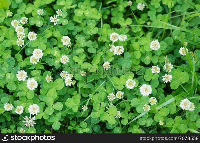 Natural background from a variety of white flowers and green leaves of clover