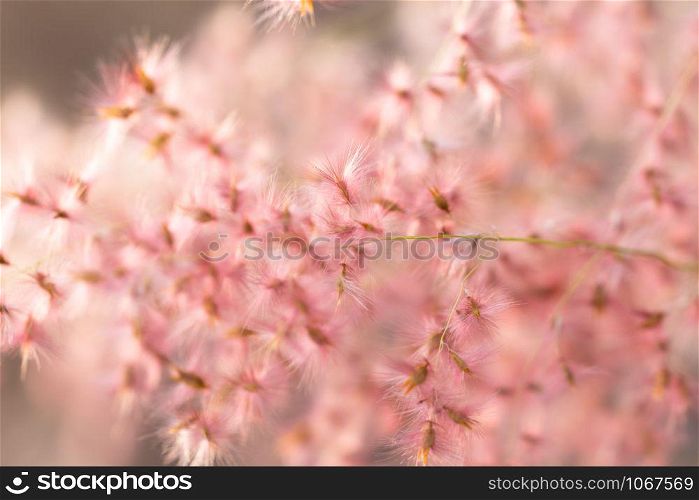Natural background from grass flowers