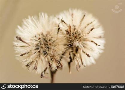 Natural background from grass flowers