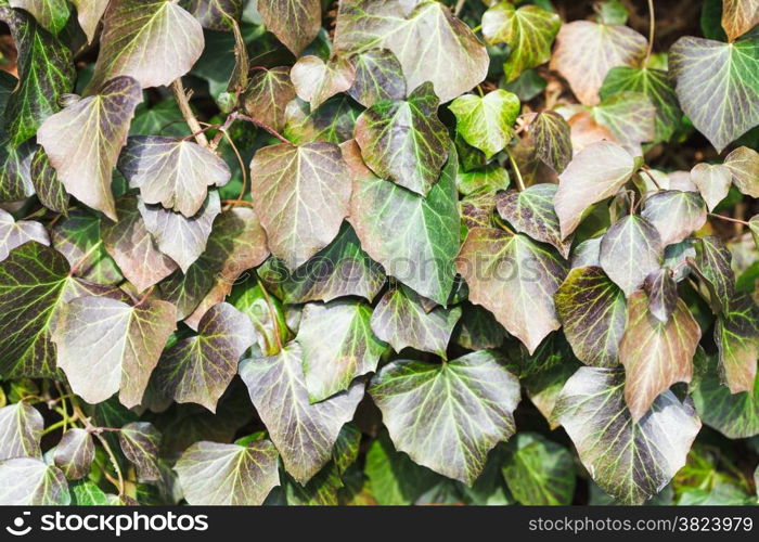 natural background from ivy leaves in spring