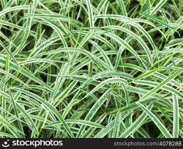 natural background from wet green leaves of carex morrowii variegata decorative grass after rain