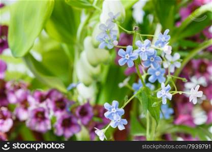 natural background from wild flowers on green lawn - forget-me-not, bergenia, polygonatum plants close up