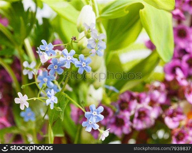 natural background from wild flowers on green meadow - forget-me-not, bergenia, polygonatum plants close up