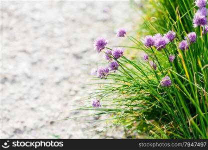 natural background - green grass and pink chives flowers on edge of pathway