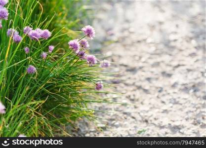 natural background - green grass and pink chives flowers on roadside
