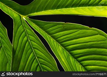 Natural background green leaf