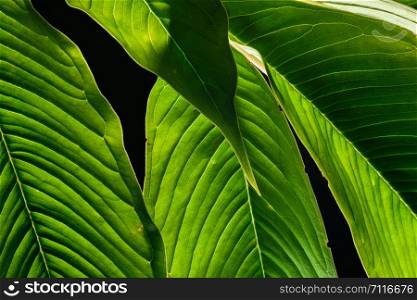 Natural background green leaf