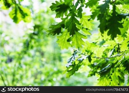 natural background - green oak foliage in summer rainy day