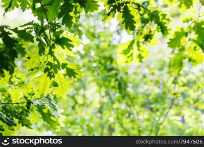 natural background - green oak foliage in summer sunny day