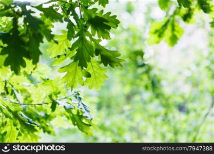 natural background - green oak leaves in summer rainy day