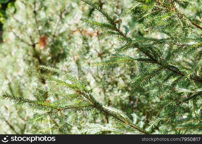 natural background - green spruce tree branches in forest