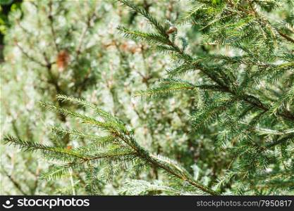 natural background - green spruce tree branches in forest