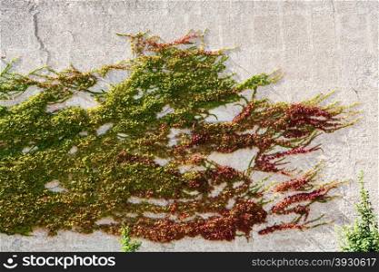 natural background - green, yellow, red ivy on outdoor plastered wall in sunny autumn day, Vienna, Austria