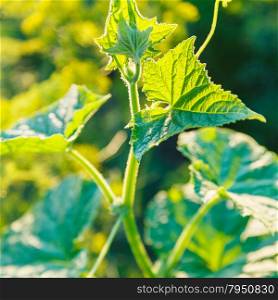 natural background - leaf of cucumber plant illuminated by sunset sunlight