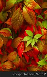 Natural background: leaves of bright colors