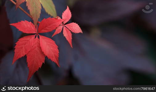 Natural background: leaves of bright colors