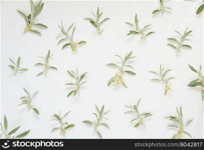 Natural background: light green leaves with small yellow flowers on white background