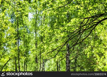 natural background - oak branch and birch trees on background in green forest