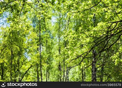 natural background - oak twigs and birch trees on background in green forest