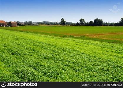 Natural Background Of a Cornfield With a Farmhouse In Italy