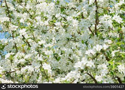 Natural background of a variety of flowers blooming apple trees in the spring garden
